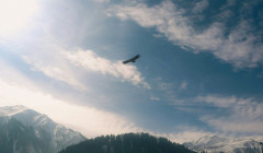 una aguila volando